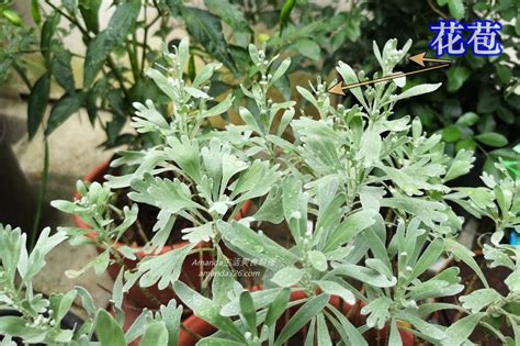 芙蓉風水|芙蓉種植風水：何時栽種最吉利？